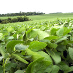 Alternativas agroecológicas para comunidades no entorno de plantações de soja