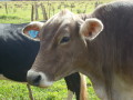 3 Vaca com identificação IBS