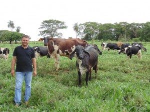 Marcelo produz mais de 800 litros de leite por dia