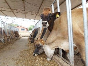 O rebanho atual da fazenda é de cerca de 356 vacas da raça Jersey