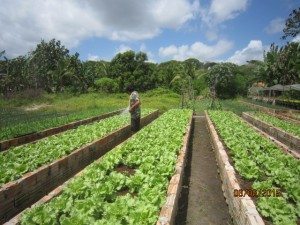 Programa fomenta a agricultura familiar e estimula a alimentação saudável
